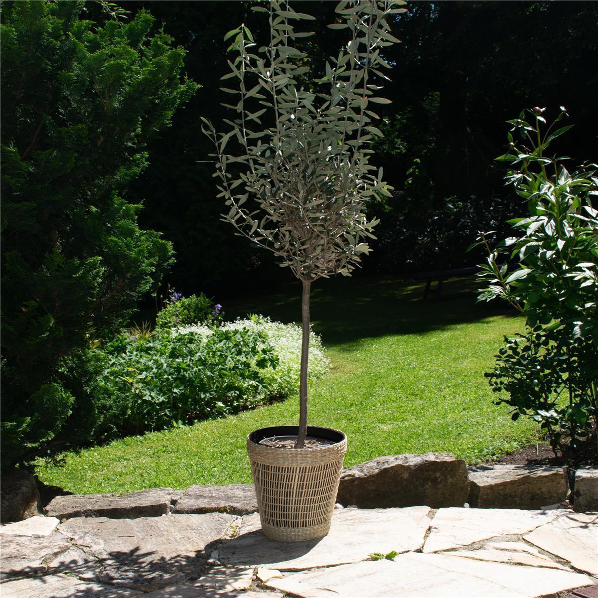 Blumentopf_MANDELA_draußen_komplett_quadratisch